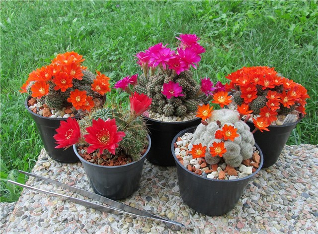 Rebutia Chamaelobivia Lobivia